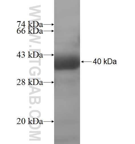GALK2 fusion protein Ag7295 SDS-PAGE