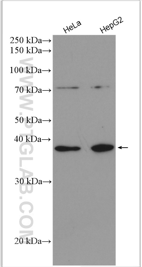 Western Blot (WB) analysis of various lysates using GALM Polyclonal antibody (16022-1-AP)