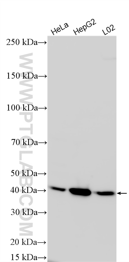 Western Blot (WB) analysis of various lysates using GALM Polyclonal antibody (16022-1-AP)