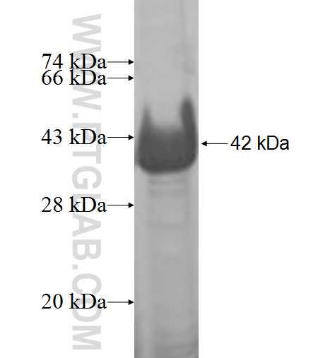 GALM fusion protein Ag8842 SDS-PAGE