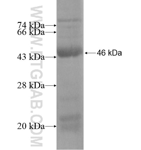 GALNT1 fusion protein Ag15591 SDS-PAGE