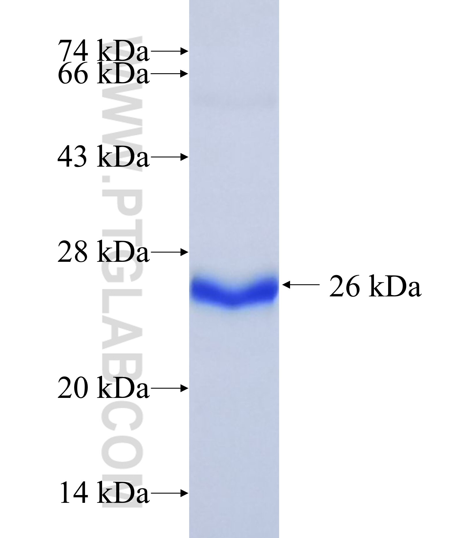 GALNT1 fusion protein Ag15771 SDS-PAGE