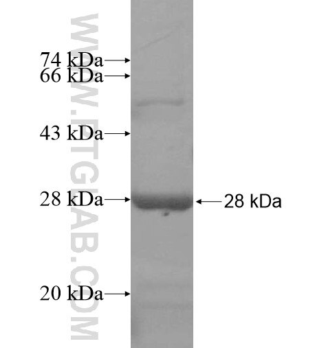 GALNT10 fusion protein Ag14966 SDS-PAGE