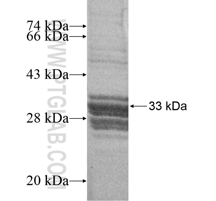 GALNT13 fusion protein Ag16526 SDS-PAGE