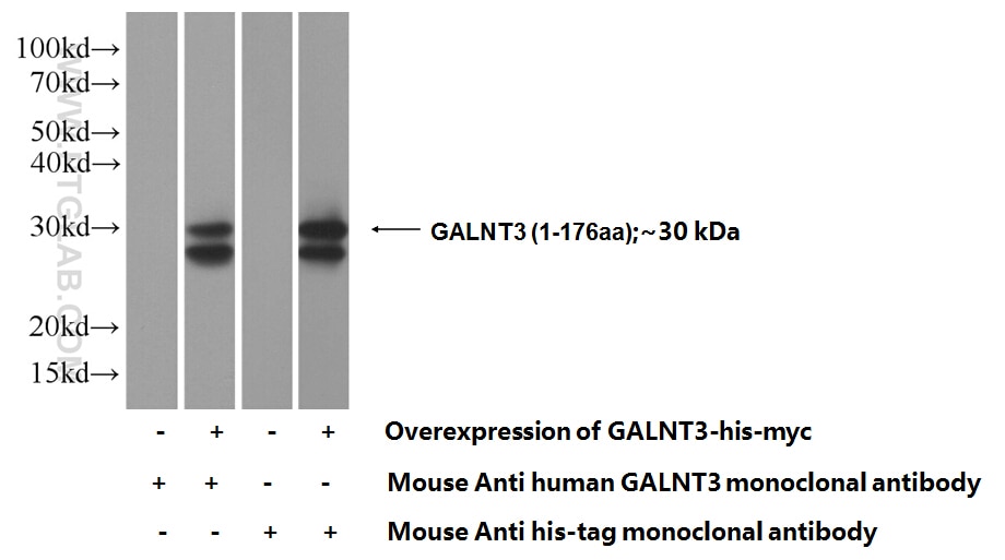 WB analysis of Transfected HEK-293 using 16716-1-AP