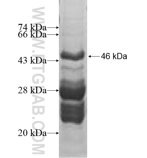 GALNT3 fusion protein Ag10140 SDS-PAGE