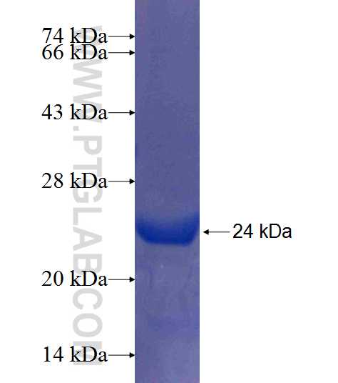 GALNT3 fusion protein Ag9941 SDS-PAGE