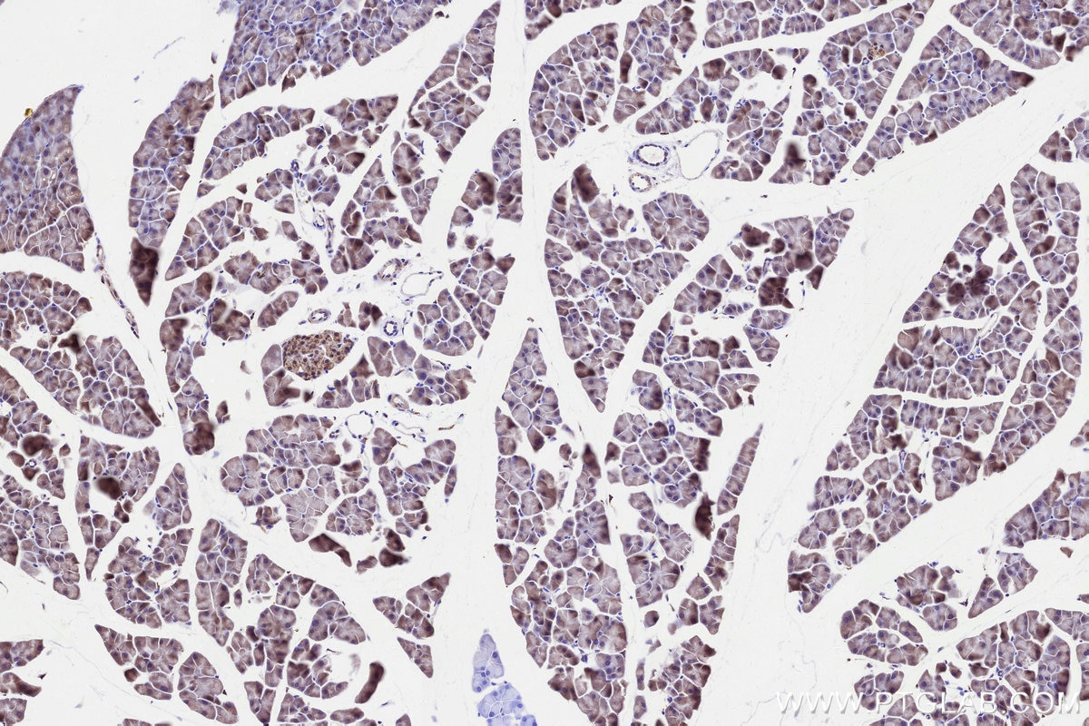 IHC staining of mouse pancreas using 12897-1-AP Immunohistochemistry (IHC) staining of mouse pancreas tissue using GALNT4 Polyclonal antibody (12897-1-AP)