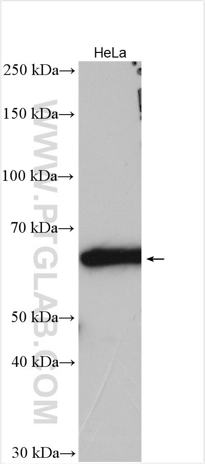 Western Blot (WB) analysis of various lysates using GALNT4 Polyclonal antibody (12897-1-AP)