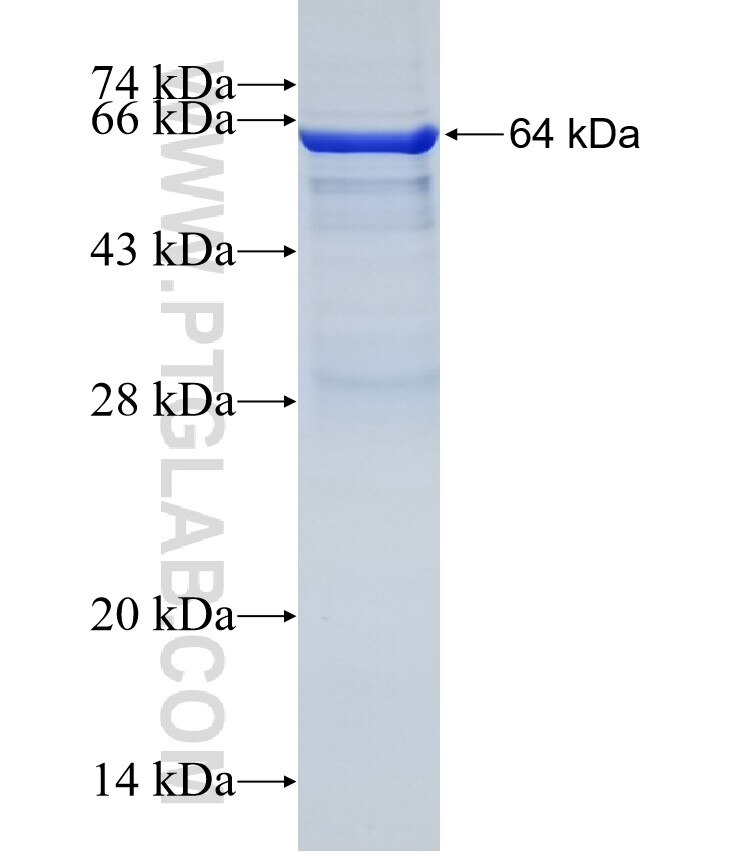 GALNT4 fusion protein Ag3590 SDS-PAGE