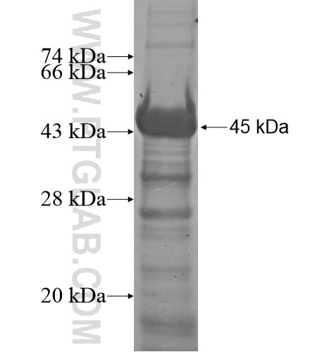 GALNT5 fusion protein Ag15674 SDS-PAGE