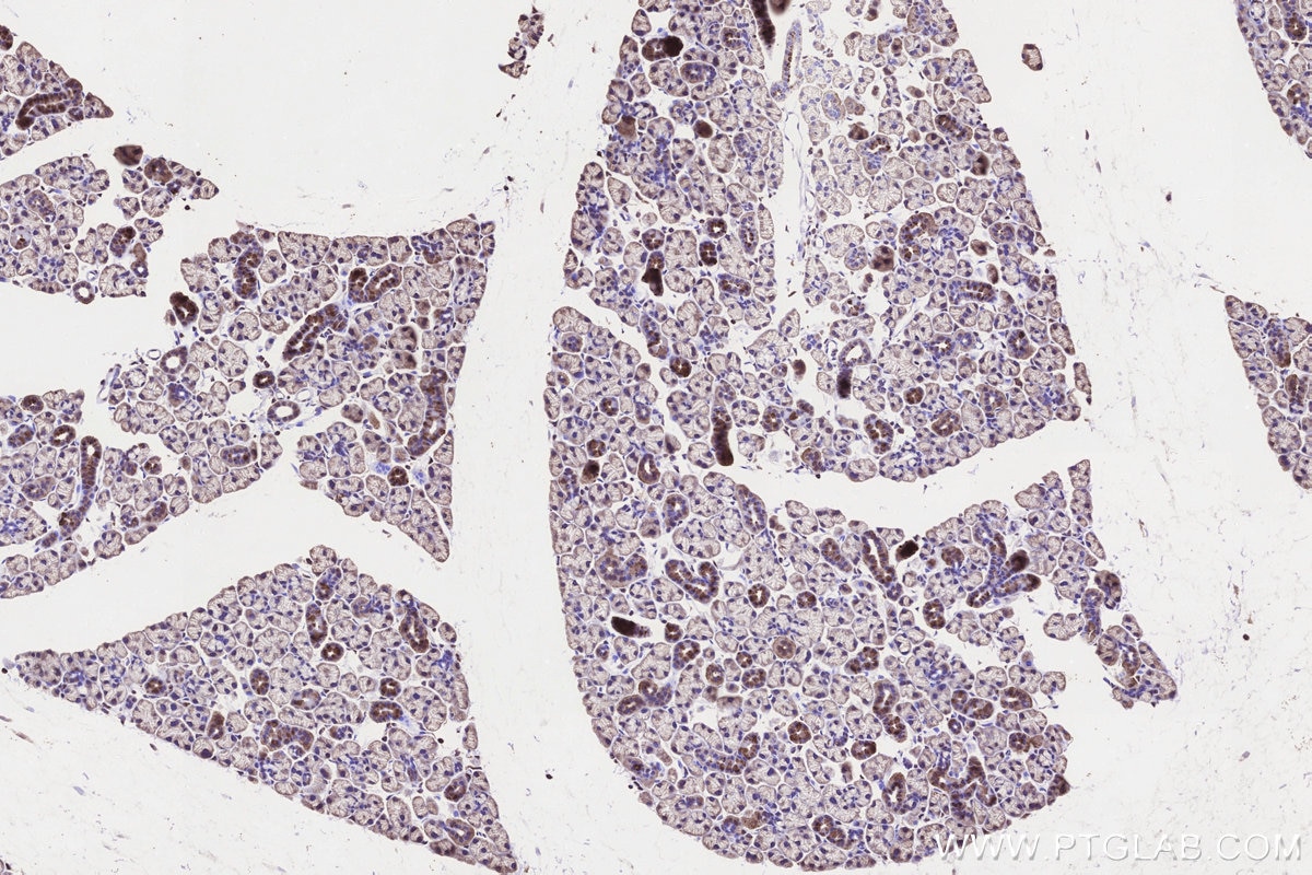 Immunohistochemistry (IHC) staining of mouse salivary gland tissue using GALNT6 Polyclonal antibody (13671-1-AP)