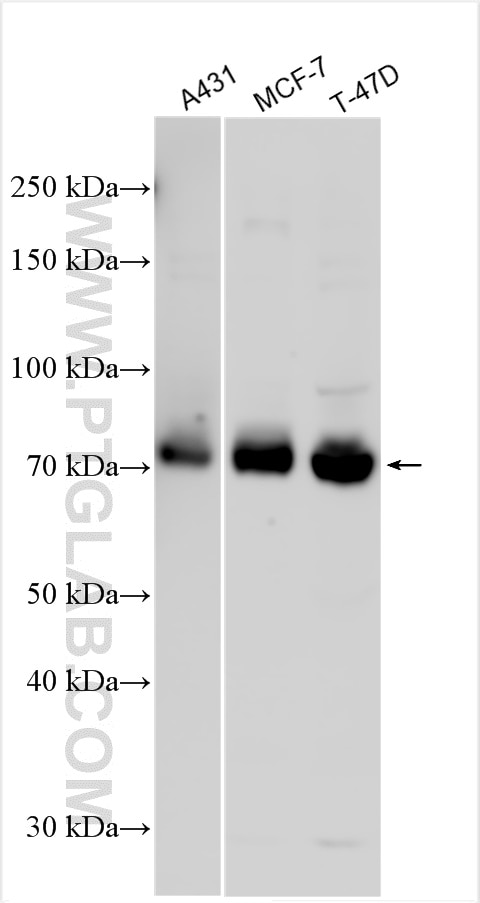 Western Blot (WB) analysis of various lysates using GALNT6 Polyclonal antibody (13671-1-AP)