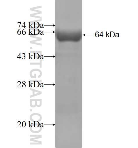 GALNT7 fusion protein Ag4917 SDS-PAGE