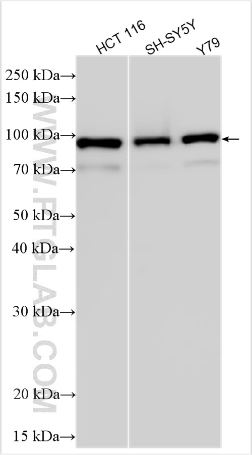 Western Blot (WB) analysis of various lysates using GALNT8 Polyclonal antibody (24025-1-AP)