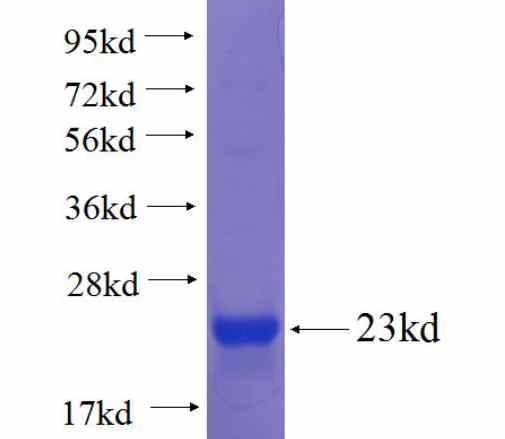 GALNT9 fusion protein Ag23233 SDS-PAGE