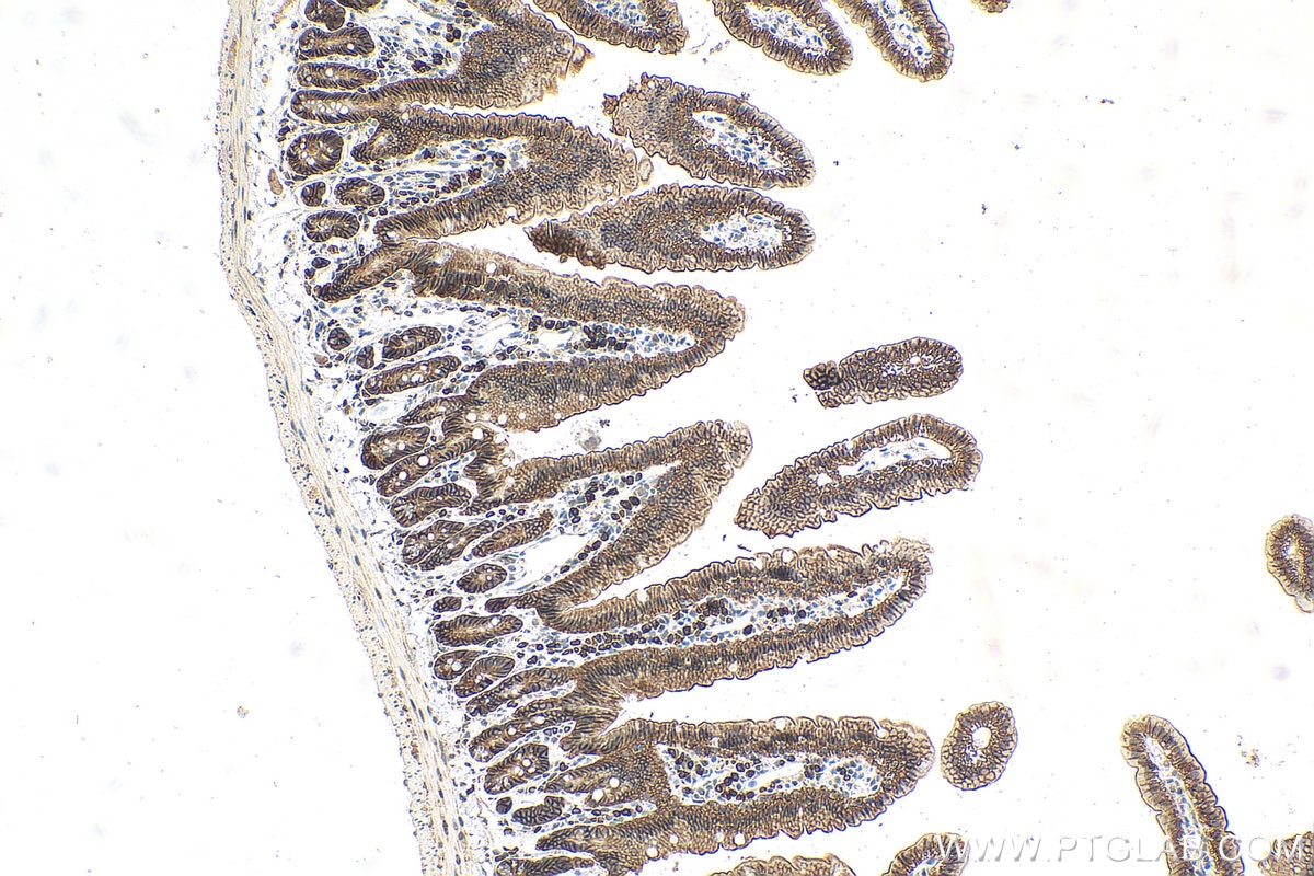 IHC staining of mouse small intestine using 16900-1-AP
