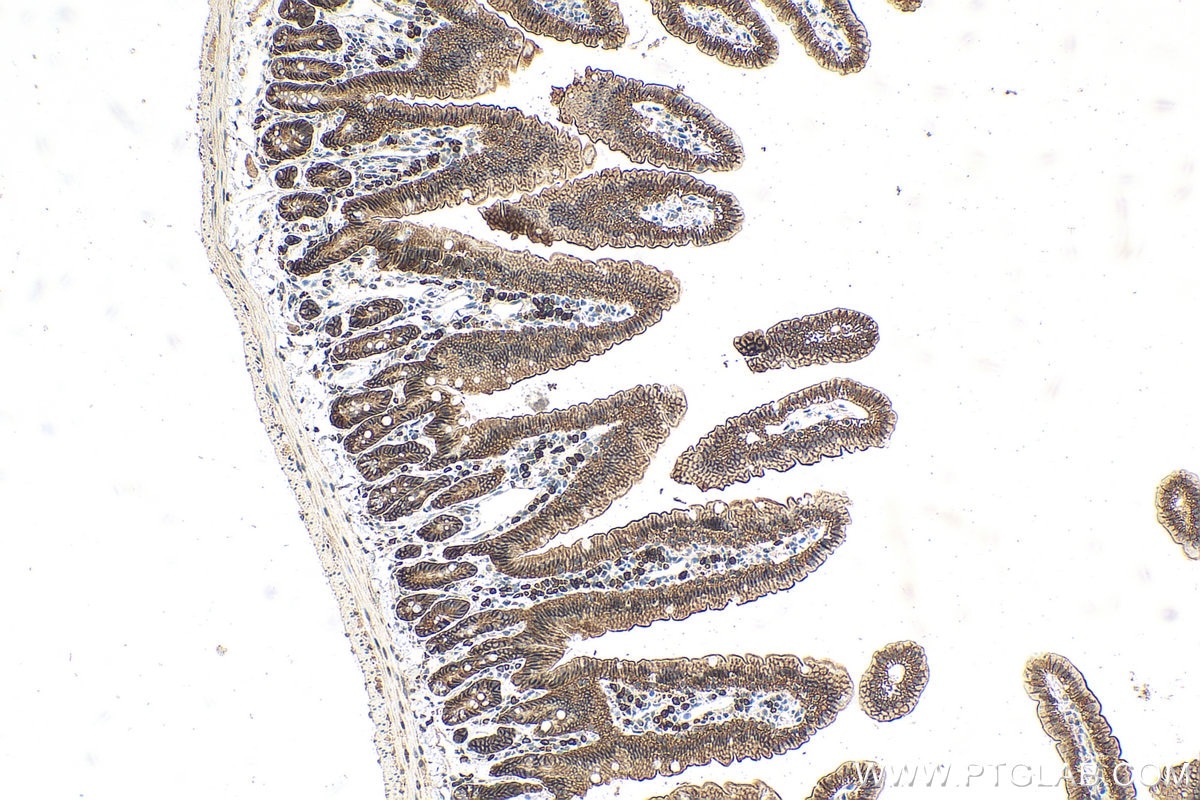 Immunohistochemistry (IHC) staining of mouse small intestine tissue using GALNTL2 Polyclonal antibody (16900-1-AP)