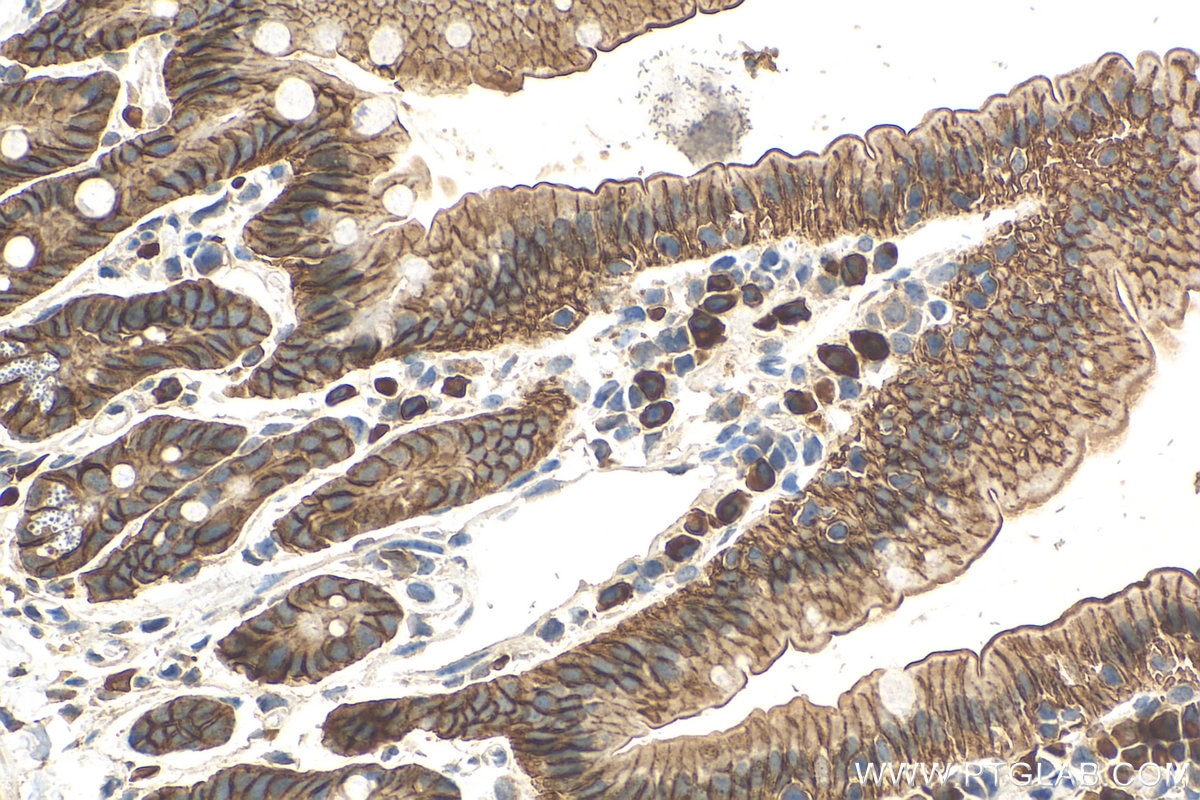 Immunohistochemistry (IHC) staining of mouse small intestine tissue using GALNTL2 Polyclonal antibody (16900-1-AP)