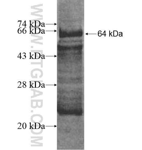 GALNTL2 fusion protein Ag10434 SDS-PAGE