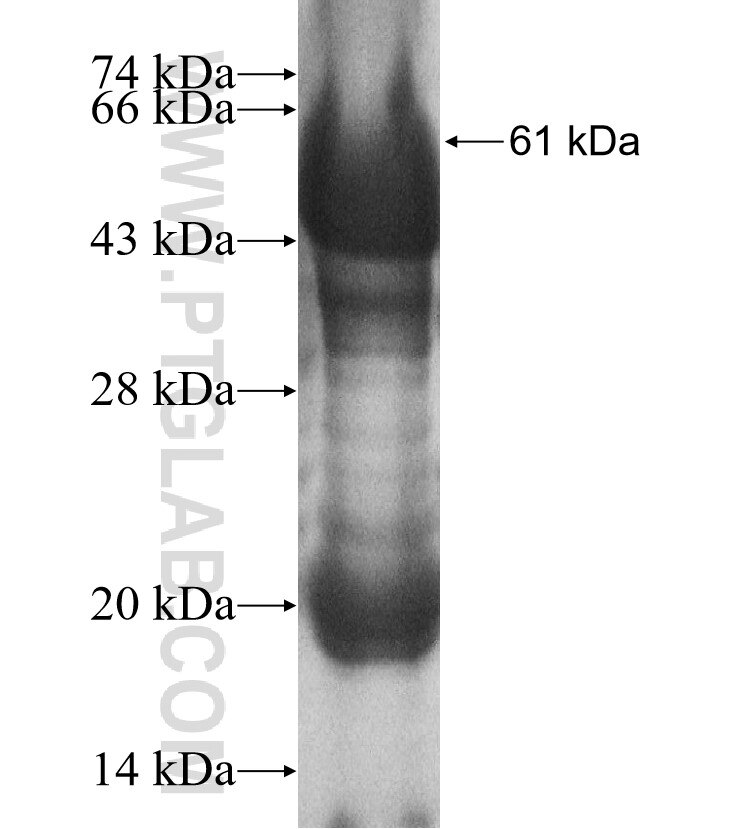 GALNTL5 fusion protein Ag10876 SDS-PAGE