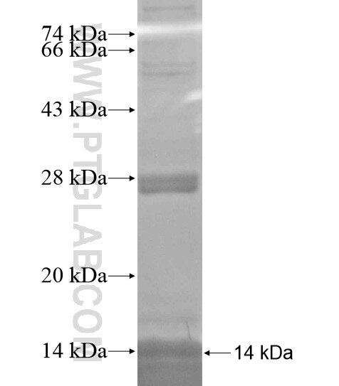 GALP fusion protein Ag19581 SDS-PAGE