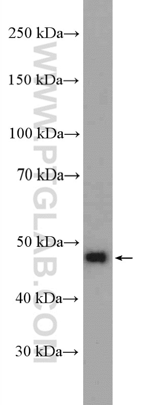 Western Blot (WB) analysis of SH-SY5Y cells using GALR2 Polyclonal antibody (26459-1-AP)