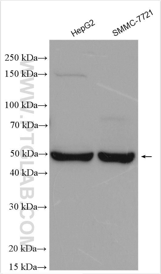 Western Blot (WB) analysis of various lysates using GALR2 Polyclonal antibody (29909-1-AP)