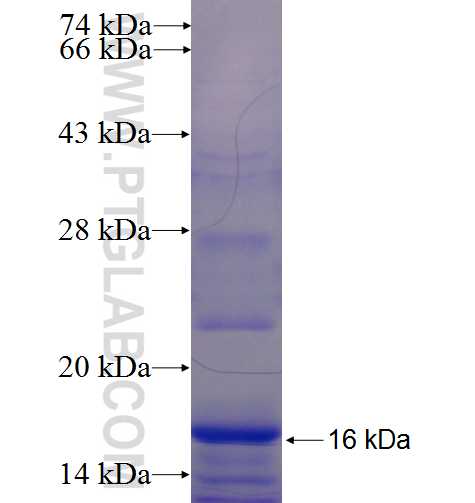GALR2 fusion protein Ag24162 SDS-PAGE