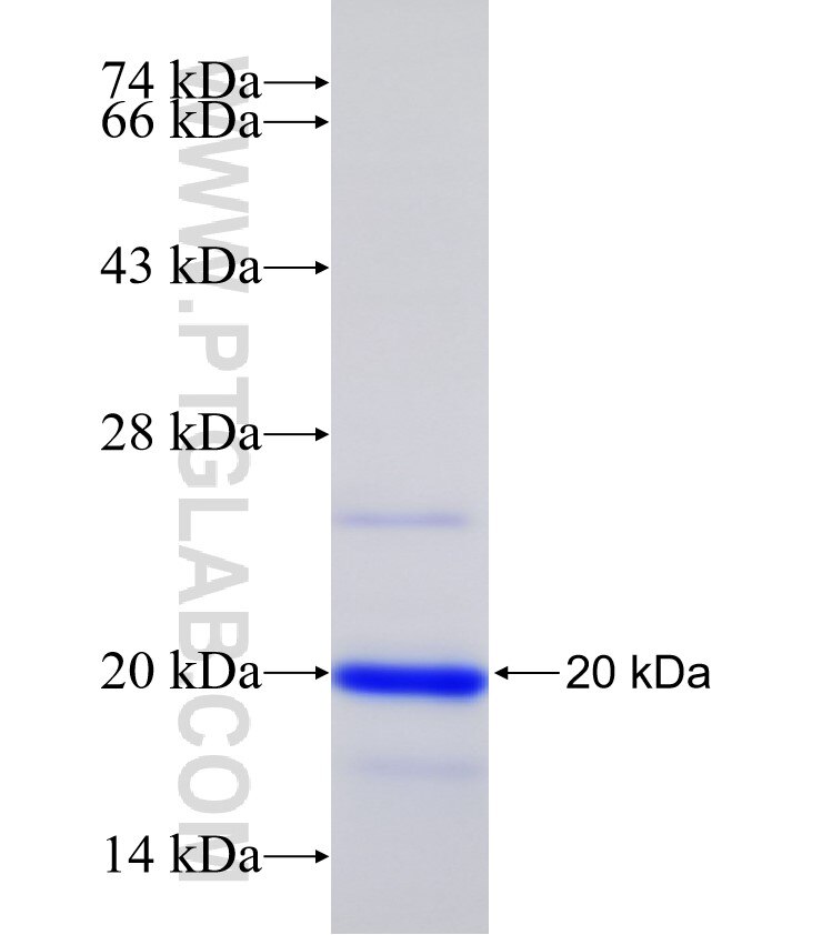 GALR2 fusion protein Ag31762 SDS-PAGE