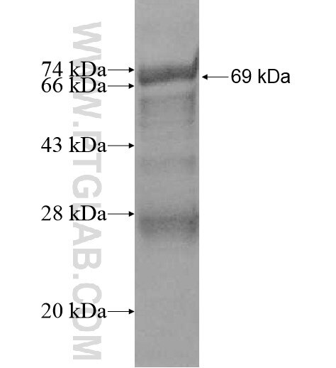 GALT fusion protein Ag10524 SDS-PAGE