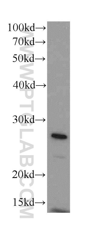 Western Blot (WB) analysis of mouse liver tissue using GAMT Polyclonal antibody (10880-1-AP)