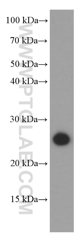 Western Blot (WB) analysis of mouse liver tissue using GAMT Monoclonal antibody (66322-1-Ig)