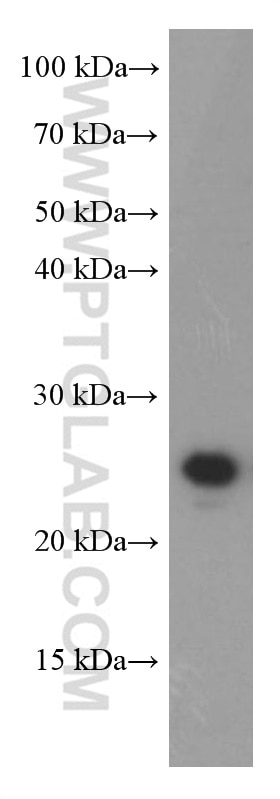 Western Blot (WB) analysis of rat liver tissue using GAMT Monoclonal antibody (66322-1-Ig)