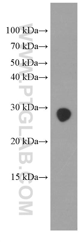 Western Blot (WB) analysis of pig liver tissue using GAMT Monoclonal antibody (66322-1-Ig)