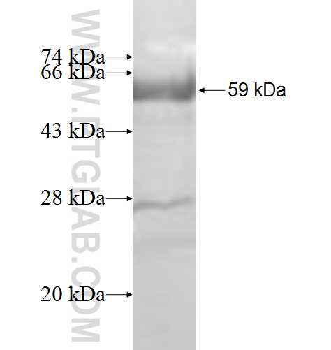 GANAB fusion protein Ag9730 SDS-PAGE