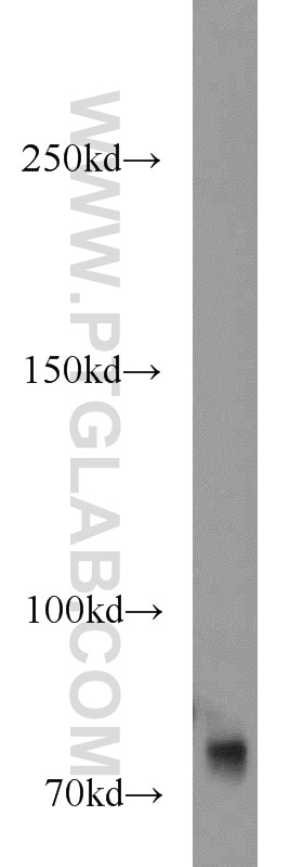 Western Blot (WB) analysis of NIH/3T3 cells using GANP Polyclonal antibody (11054-1-AP)