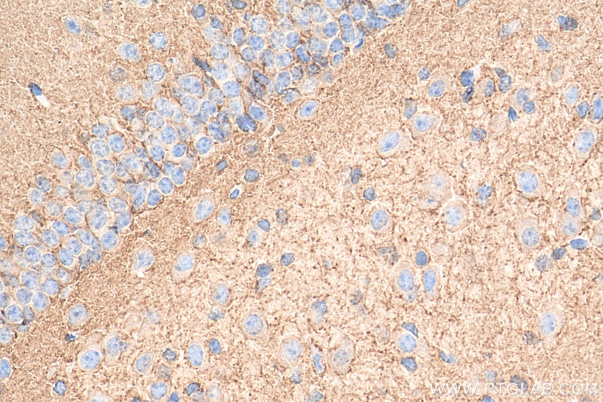 Immunohistochemistry (IHC) staining of mouse brain tissue using GAP43 Polyclonal antibody (16971-1-AP)