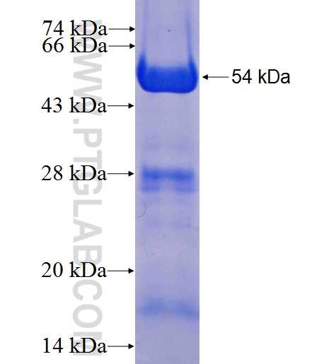 GAP43 fusion protein Ag9294 SDS-PAGE