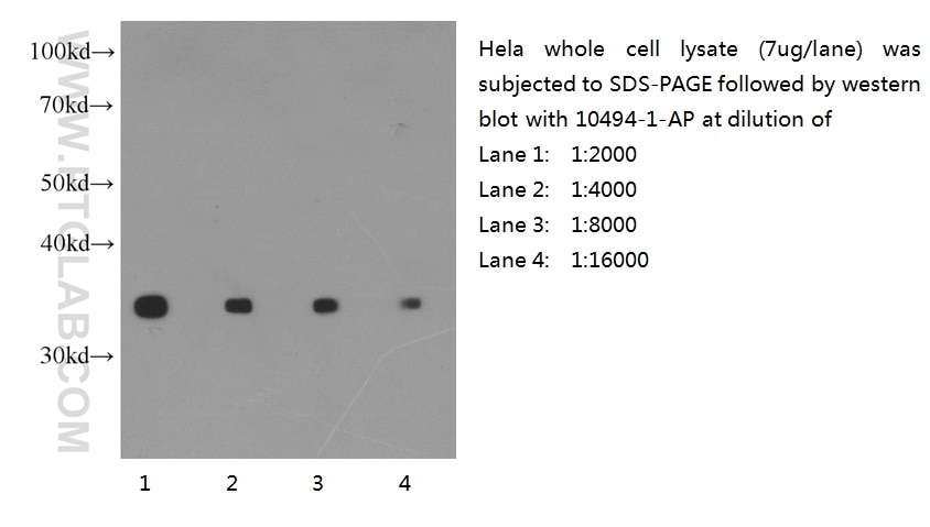 GAPDH Polyclonal antibody