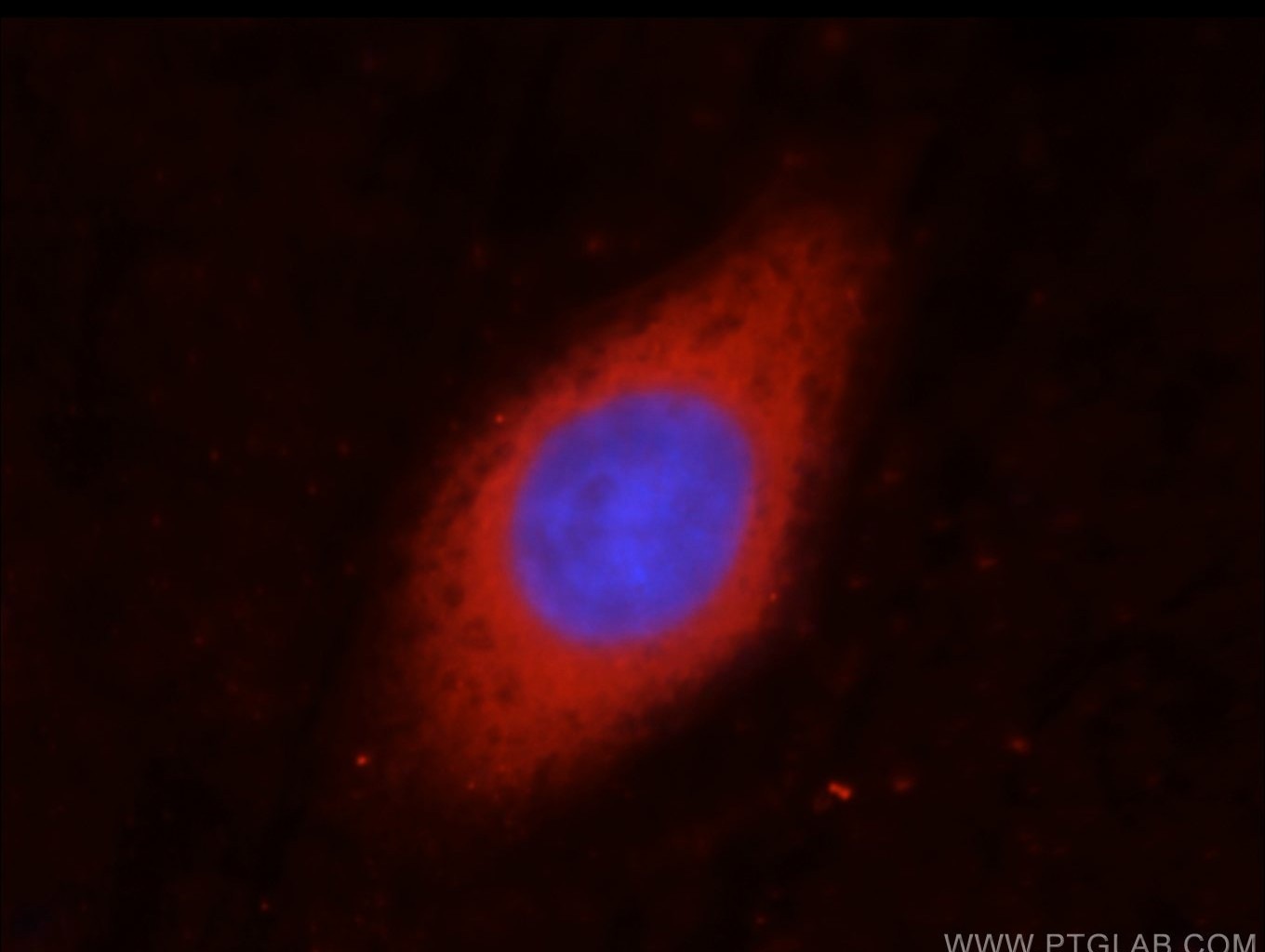 Immunofluorescence (IF) / fluorescent staining of HepG2 cells using GAPDH Polyclonal antibody (10494-1-AP)