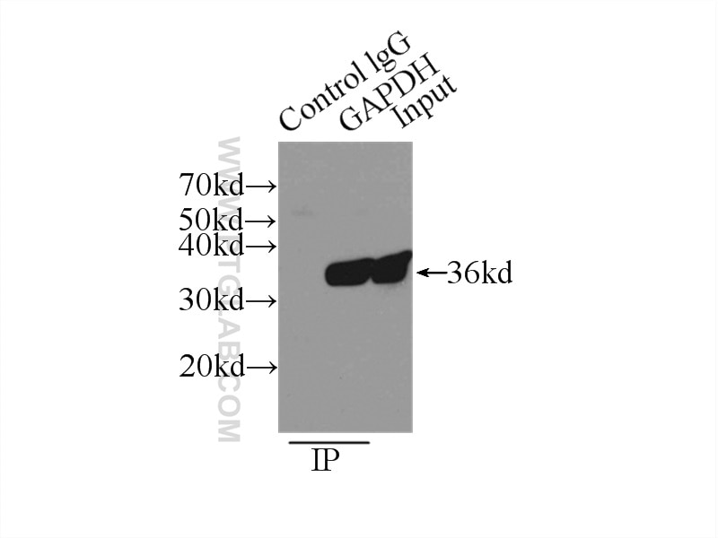 Immunoprecipitation (IP) experiment of A549 cells using GAPDH Polyclonal antibody (10494-1-AP)