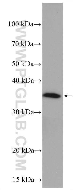 Western Blot (WB) analysis of arabidopsis whole plant tissue using GAPDH Polyclonal antibody (10494-1-AP)