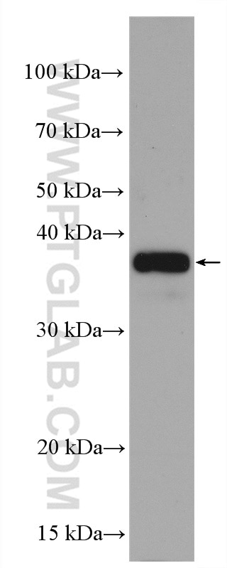 Western Blot (WB) analysis of corn whole plant tissue using GAPDH Polyclonal antibody (10494-1-AP)