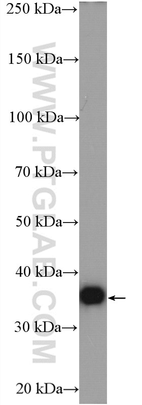 Western Blot (WB) analysis of HEK-293 cells using GAPDH Polyclonal antibody (10494-1-AP)