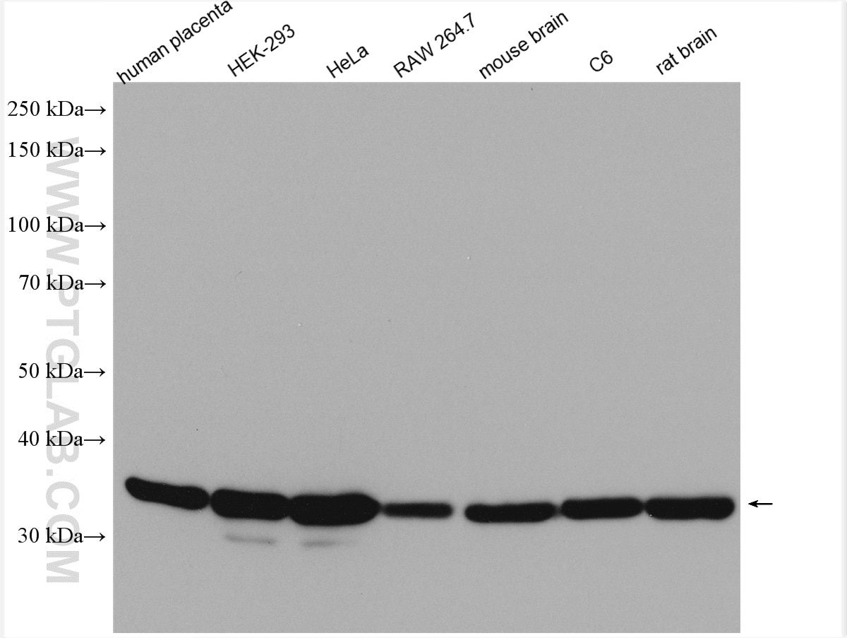 Western Blot (WB) analysis of various lysates using GAPDH Polyclonal antibody (10494-1-AP)