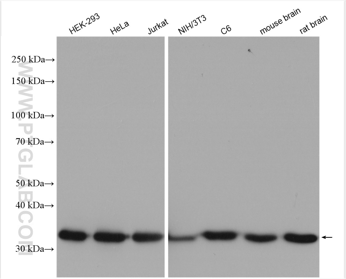 Western Blot (WB) analysis of various lysates using GAPDH Polyclonal antibody (10494-1-AP)