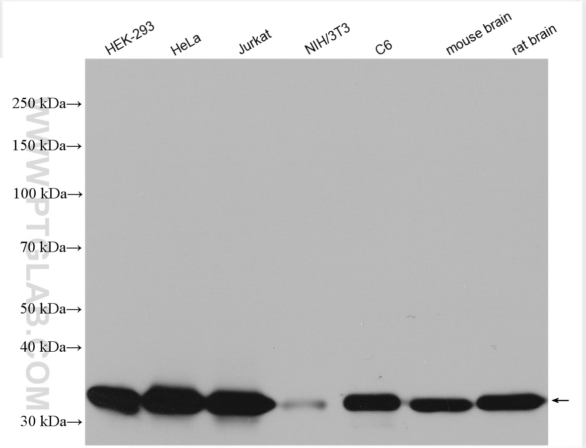 Western Blot (WB) analysis of various lysates using GAPDH Polyclonal antibody (10494-1-AP)