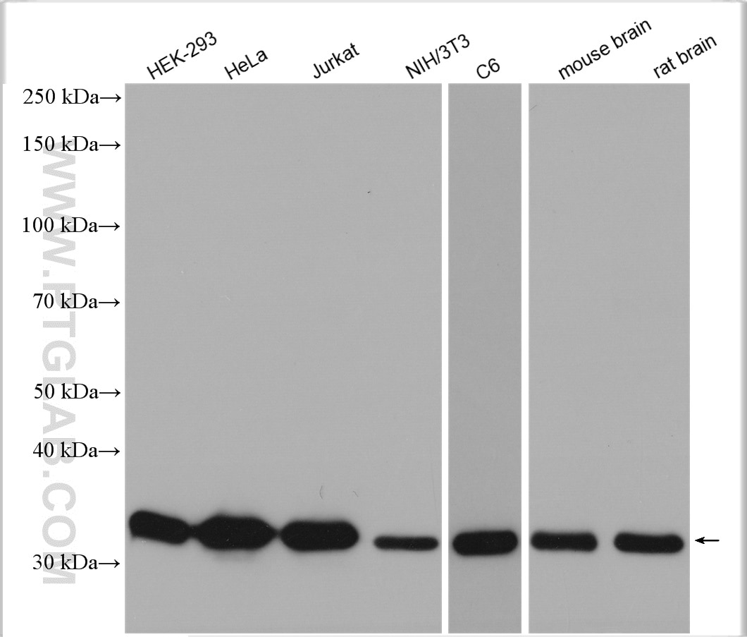 Western Blot (WB) analysis of various lysates using GAPDH Polyclonal antibody (10494-1-AP)