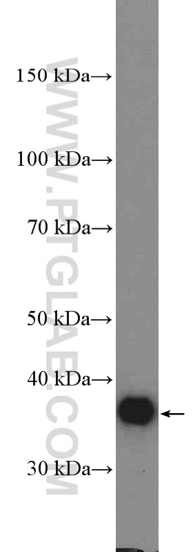 Western Blot (WB) analysis of mouse brain tissue using GAPDH Polyclonal antibody (10494-1-AP)